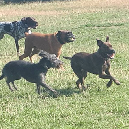 Dogs playing follow the leader